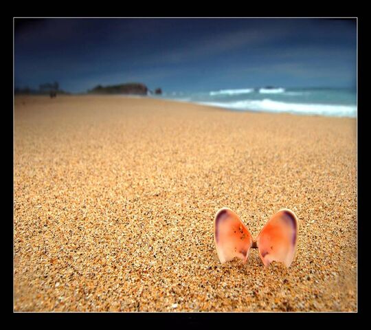 Shell Wallpaper - Download to your mobile from PHONEKY