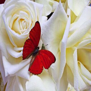 Butterfly Roses Wallpaper - Download to your mobile from PHONEKY