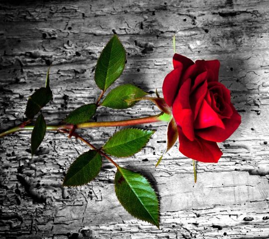 Rose Wallpaper - Download to your mobile from PHONEKY