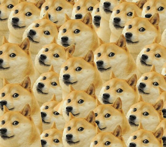 Doge Hintergrund Lade Auf Dein Handy Von Phoneky Herunter