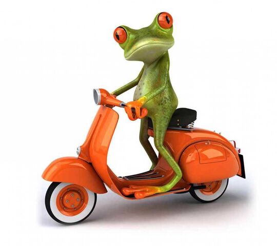 Riding Frog Wallpaper - Download to your mobile from PHONEKY