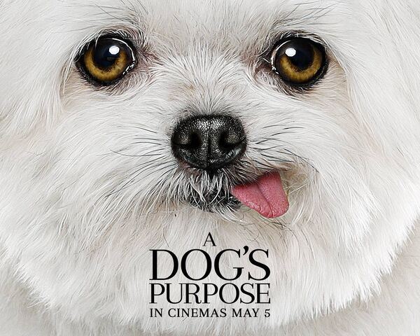 Maltese Wallpaper Muat Turun Ke Telefon Bimbit Anda Dari Phoneky