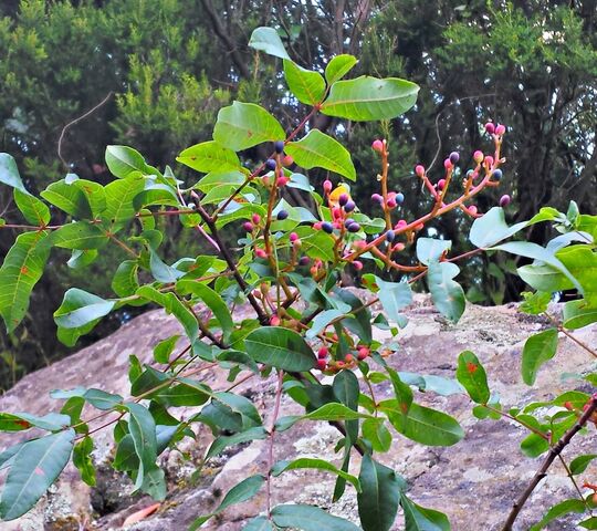 Berries Wallpaper - Download to your mobile from PHONEKY