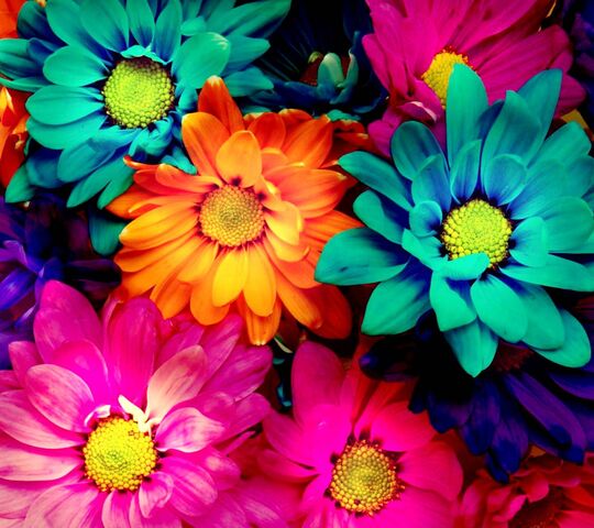 Color Flowers Wallpaper - Download to your mobile from PHONEKY