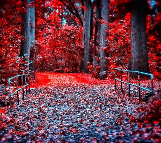 Nature In Red Wallpaper - Download to your mobile from PHONEKY