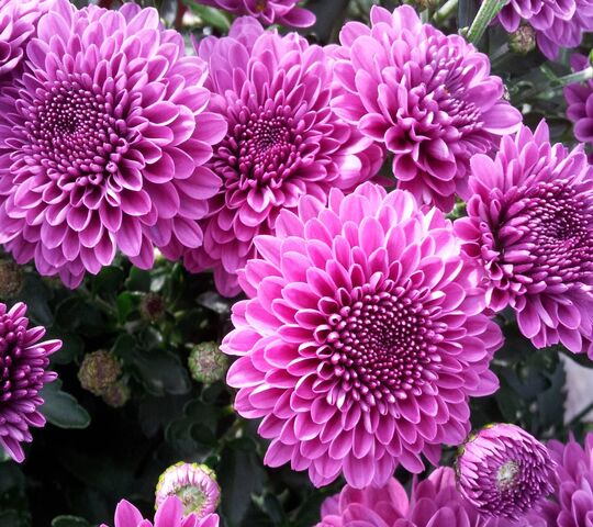 Purple Mum Wallpaper - Download to your mobile from PHONEKY