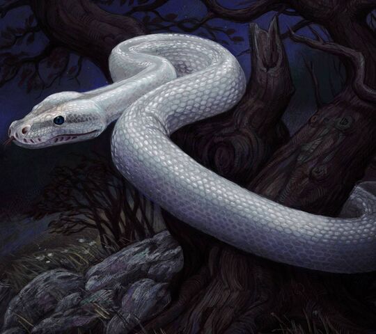 White Snake Movie Wallpapers  Wallpaper Cave