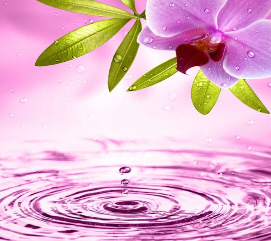 Water Flowers Wallpaper - Download to your mobile from PHONEKY