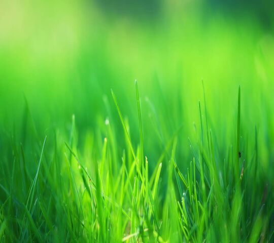 Green Scene Wallpaper - Download to your mobile from PHONEKY