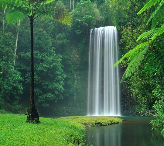 Lush Forest Waterfall Live Wallpaper – stunning on phones - free download
