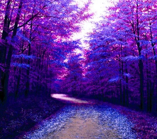 Purple Forest Wallpaper - Download to your mobile from PHONEKY