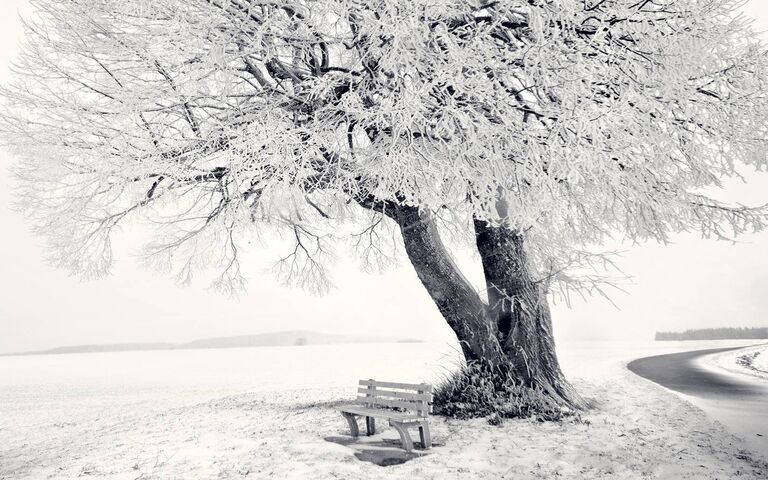 Ice Tree Wallpaper - Download to your mobile from PHONEKY