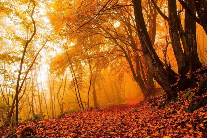 Forest Autumn Wallpaper - Download to your mobile from PHONEKY