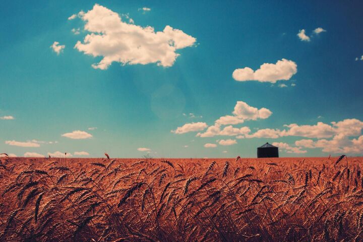 Cánh đồng lúa mì