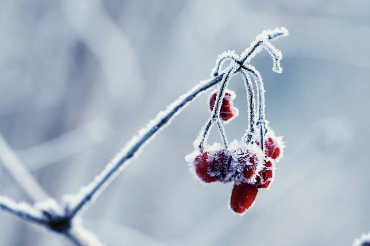 Frozen Cherry Wallpaper - Download to your mobile from PHONEKY