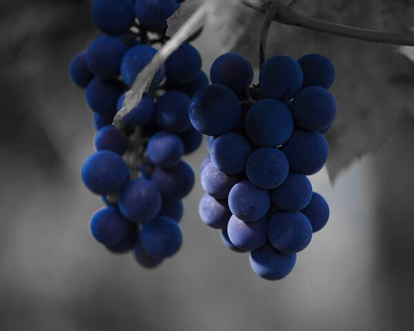 Blue Grapes Wallpaper - Download to your mobile from PHONEKY