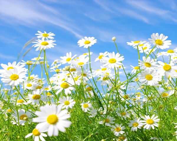 Daisies Wallpaper - Download to your mobile from PHONEKY