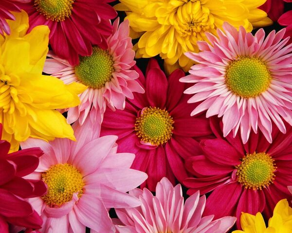 Chrysanthemum Wallpaper - Download to your mobile from PHONEKY