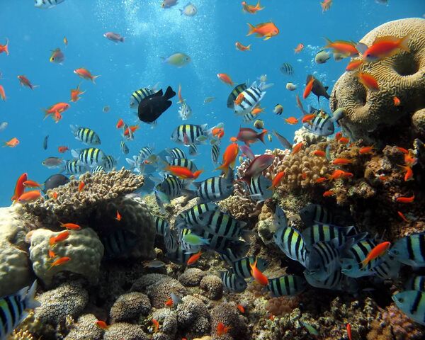 Aquarium Hd