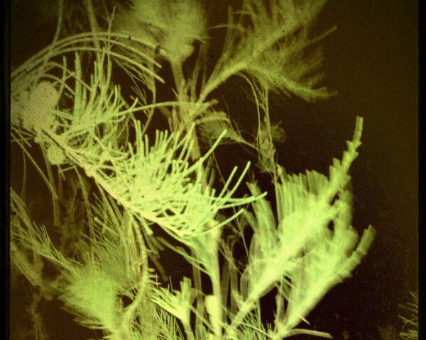 Musical Tree Wallpaper - Download to your mobile from PHONEKY