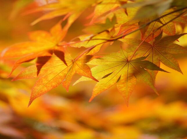 Autumn Wallpaper - Download to your mobile from PHONEKY