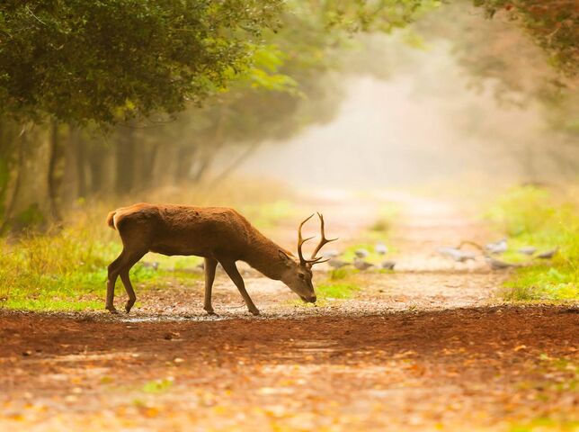 Deer Wallpaper - Download to your mobile from PHONEKY