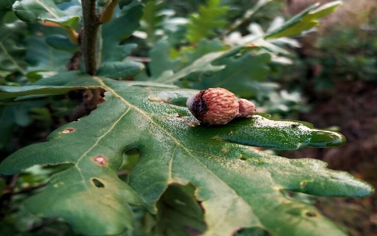 Nature's Tiny Treasure: The Acorn's Journey Wallpaper - Download to ...