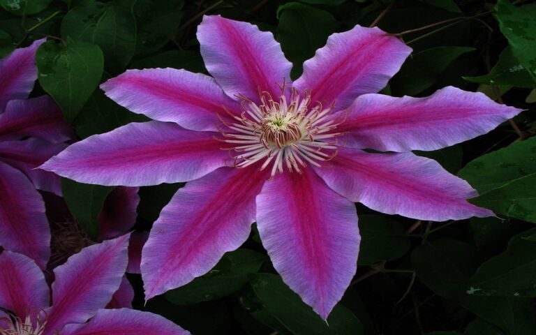Clematis Wallpaper - Download to your mobile from PHONEKY