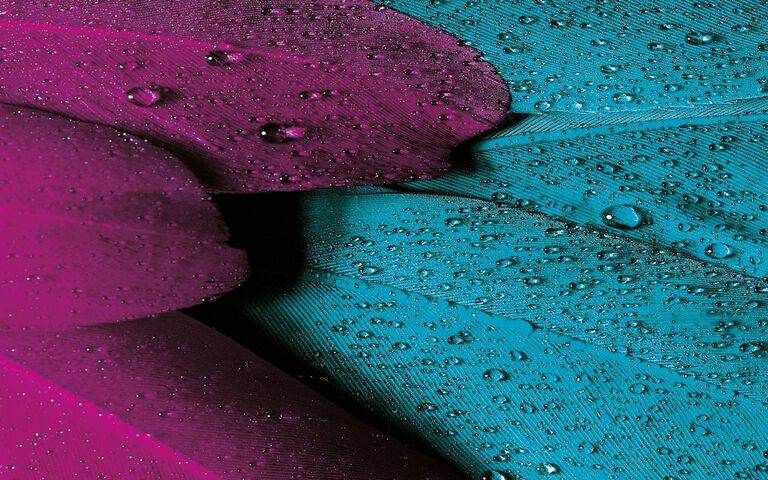 Feather Wallpaper - Download to your mobile from PHONEKY