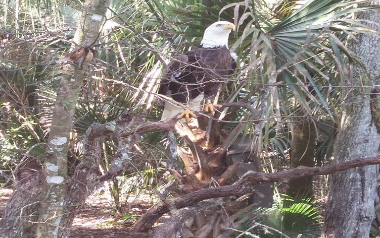 Eagle Wallpaper - Download to your mobile from PHONEKY