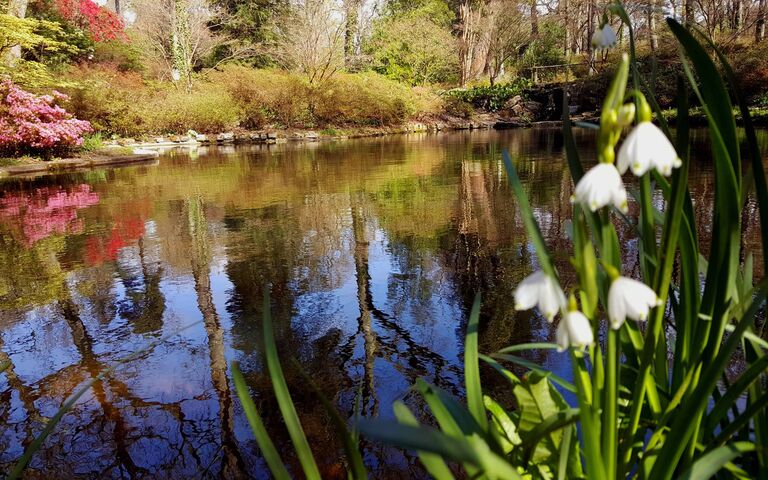Awakening of Spring: A Nature's Canvas 🌼🌳 Wallpaper - Download to your ...