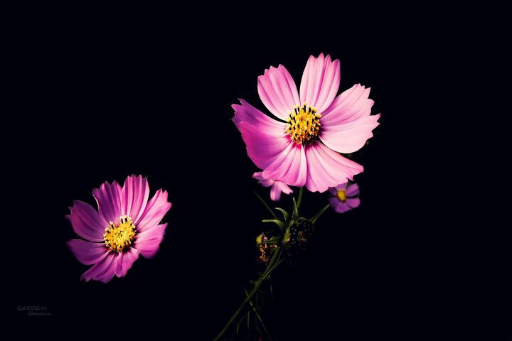 Pink Cosmos Flower Wallpaper - Download to your mobile from PHONEKY
