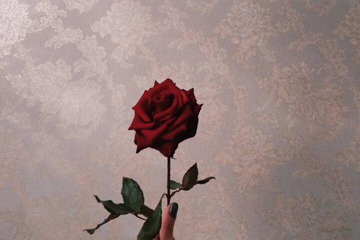 Rose Wallpaper - Download to your mobile from PHONEKY