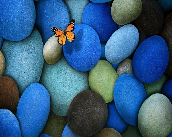 Butterfly On Rocks Wallpaper - Download to your mobile from PHONEKY