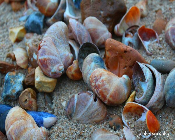 Cluster Of Shells Wallpaper - Download to your mobile from PHONEKY