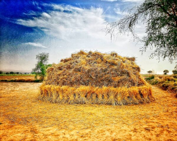 Wheat Wallpaper - Download to your mobile from PHONEKY