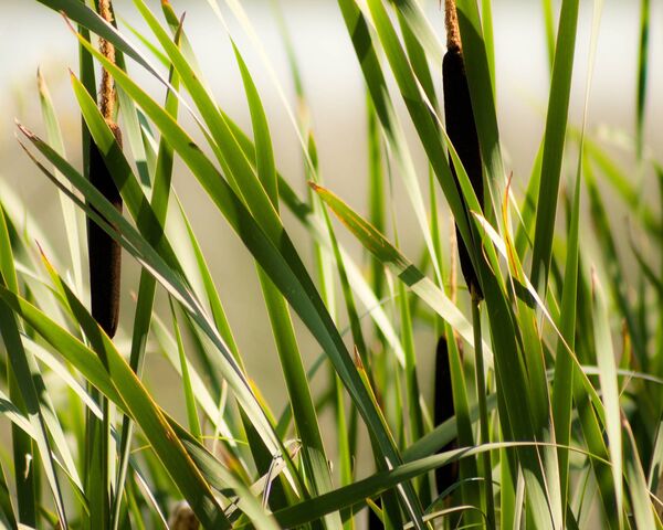 Cattails Wallpaper - Download to your mobile from PHONEKY