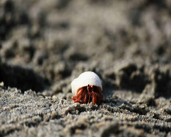 Hermit Crab Wallpaper - Download to your mobile from PHONEKY