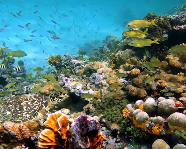 Sous la mer