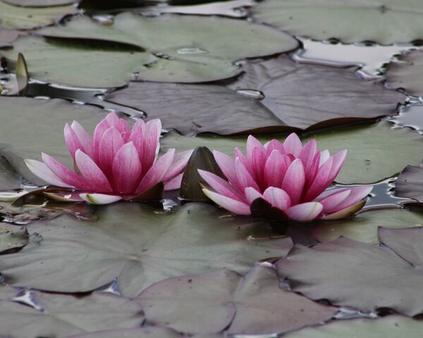 Pink Water Lily Wallpaper - Download to your mobile from PHONEKY