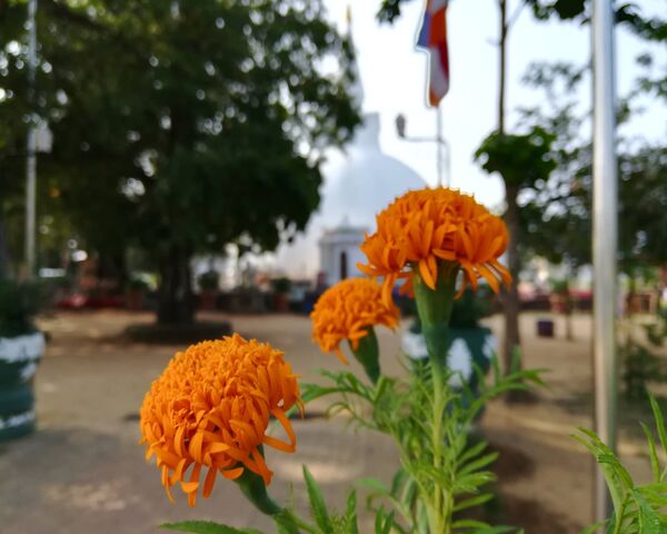 Flower and Temple Wallpaper - Download to your mobile from PHONEKY