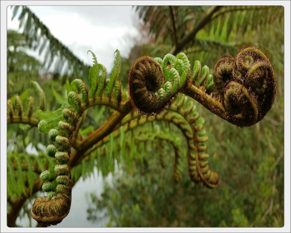 Silver Fern Wallpaper - Download to your mobile from PHONEKY