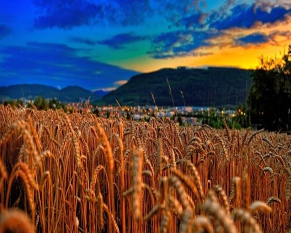 Golden Horizons: Cánh đồng lúa mì lúc chạng vạng 🌾🌅