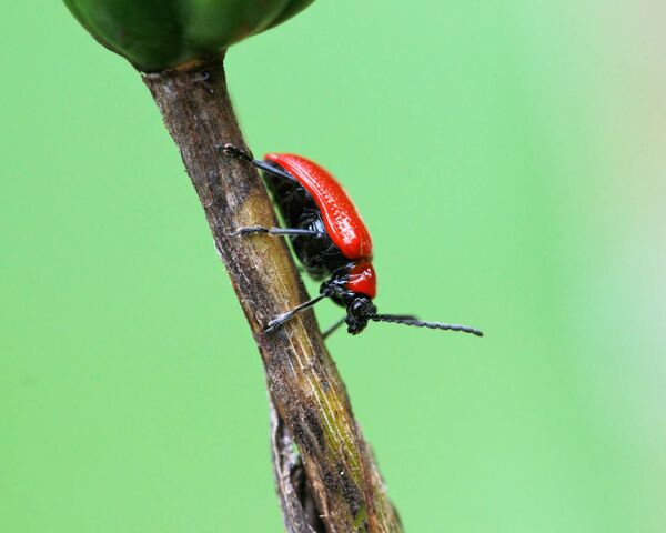 Macro Bug Wallpaper - Download to your mobile from PHONEKY