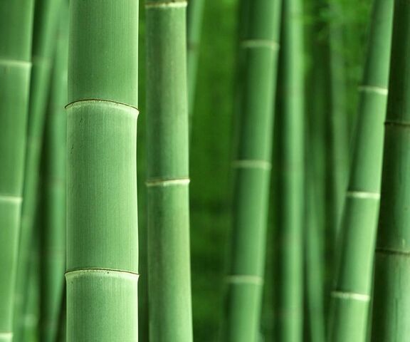 Bamboo Grove Wallpaper - Download to your mobile from PHONEKY