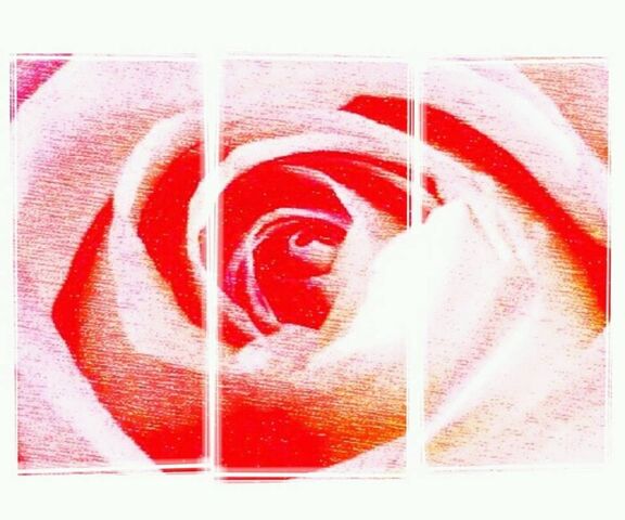 Rose Wallpaper - Download to your mobile from PHONEKY