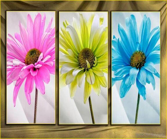 Trio Wallpaper - Download to your mobile from PHONEKY