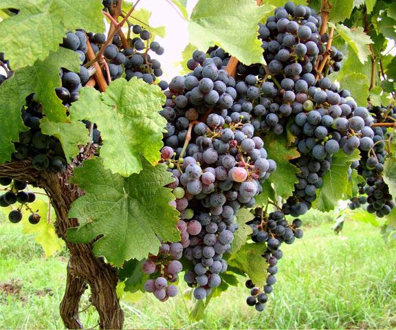 Buy Black grapes, Kala angoor (Grafted) - Plant online from Nurserylive at  lowest price.