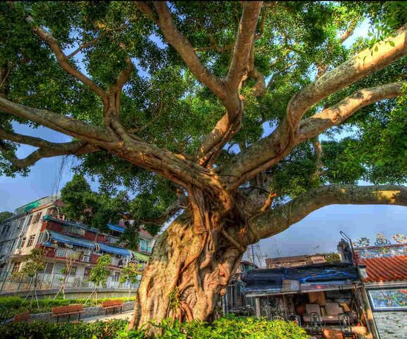 Chinese Banyan Tree Wallpaper - Download to your mobile from PHONEKY
