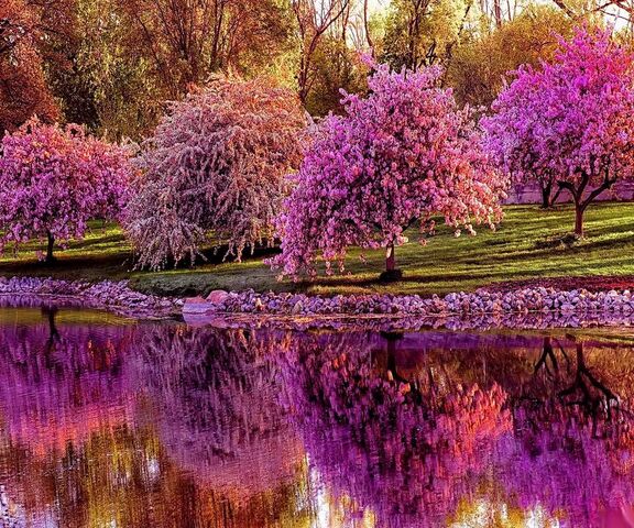 Spring Blossom Wallpaper - Download to your mobile from PHONEKY